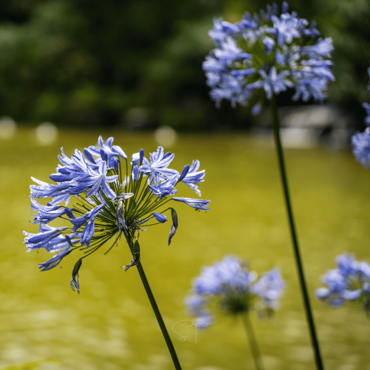 African Lily – 25 Seeds