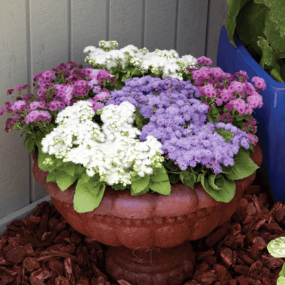Ageratum Mix – 100 Seeds