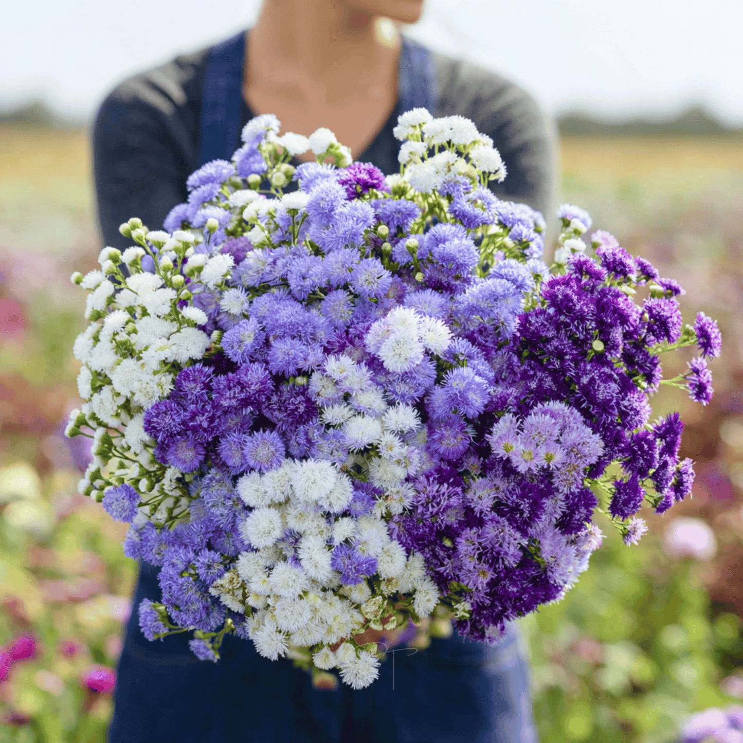 Ageratum Mix – 100 Seeds