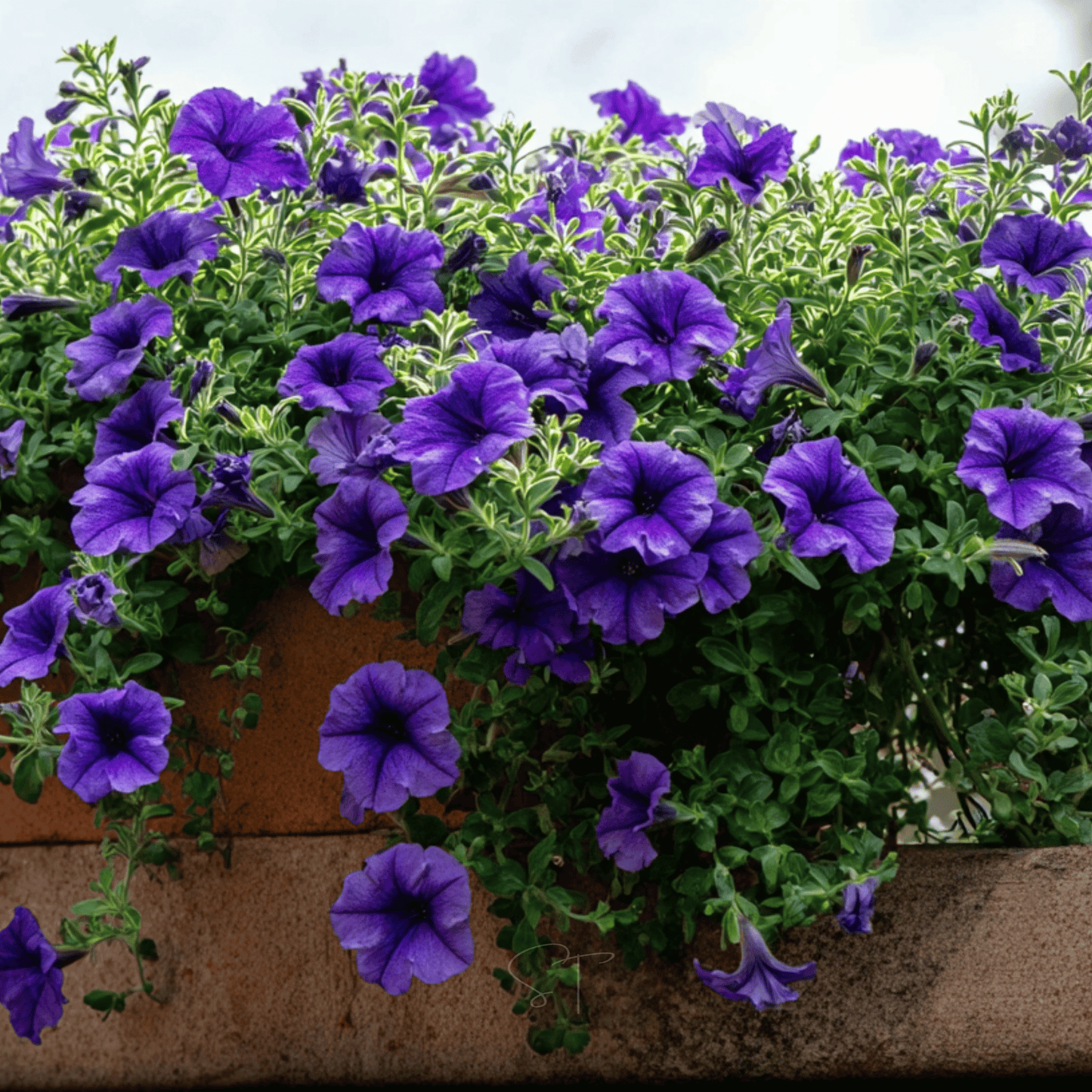 Alderman Blue Petunia – 100 Seeds