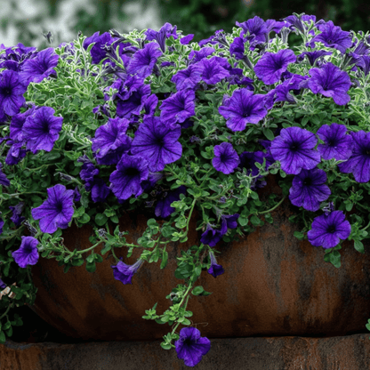 Alderman Blue Petunia – 100 Seeds