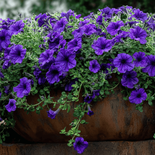 Alderman Blue Petunia – 100 Seeds
