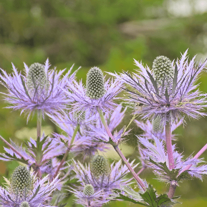 Alpine Sea Holly – 25 Seeds