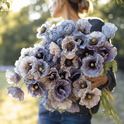 Amazing Grey Poppy – 25 Seeds