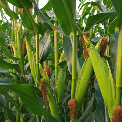 Ambrosia Corn – 30 Seeds