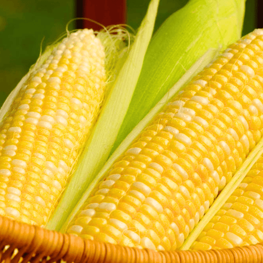 Ambrosia Corn – 30 Seeds