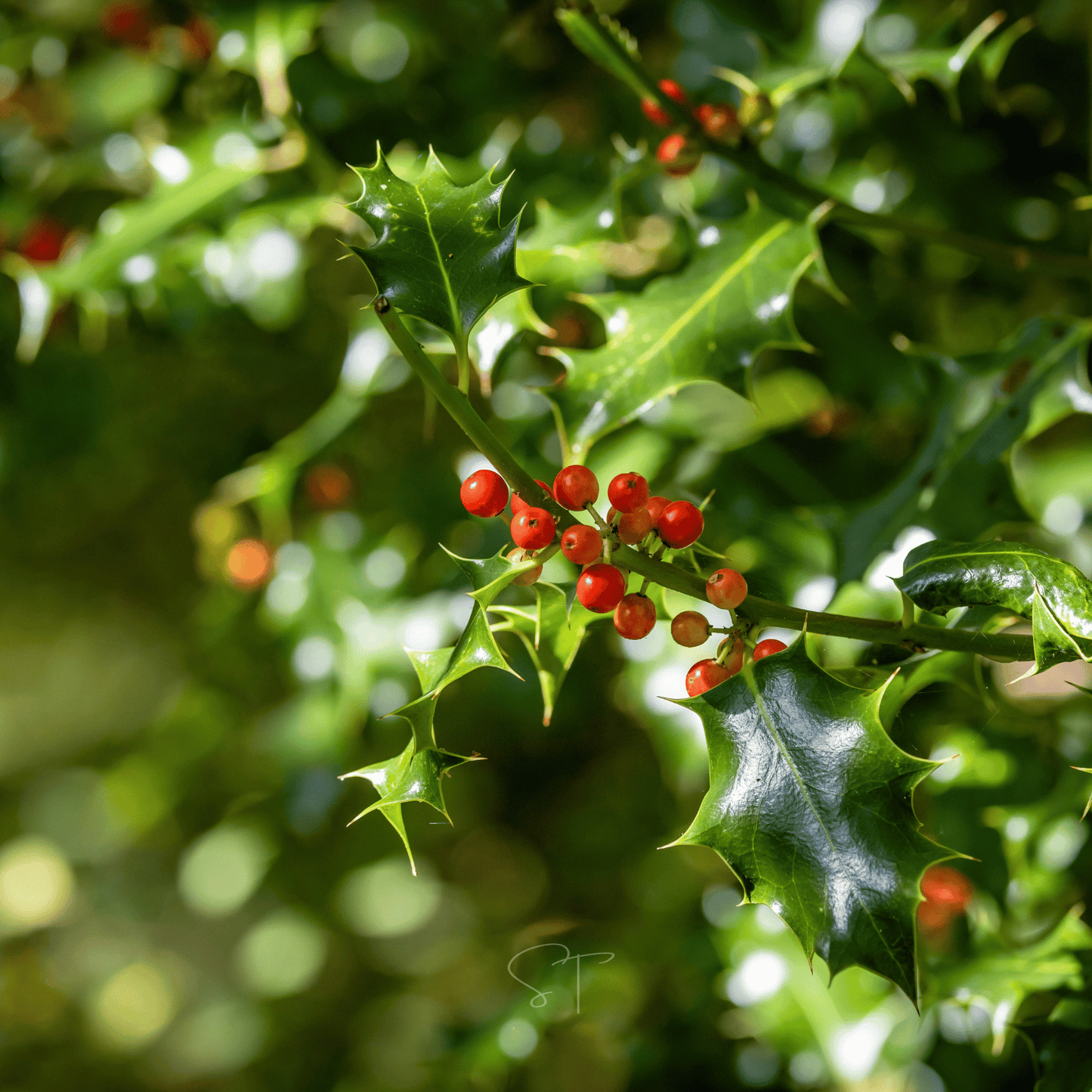 American Holly – 50 Seeds