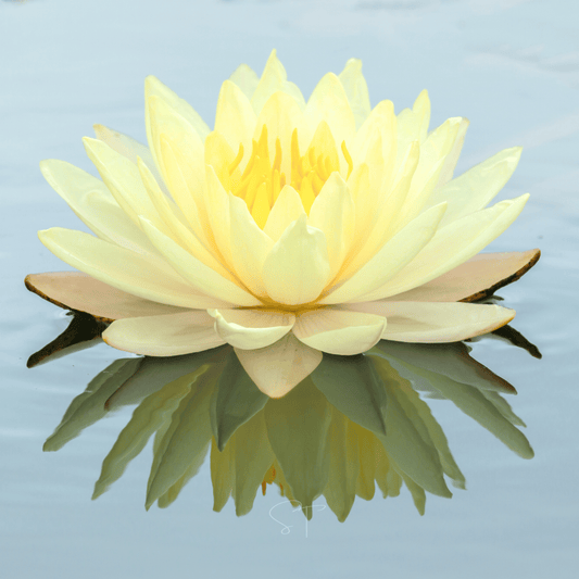 American Lotus – 5 Seeds