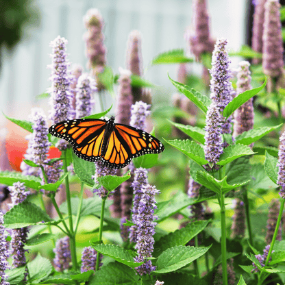 Anise Hyssop – 200 Seeds