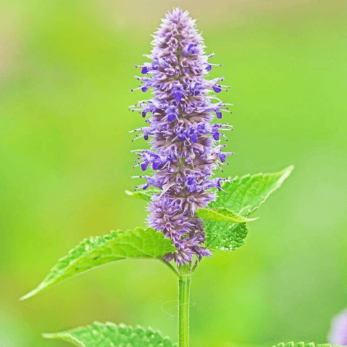 Anise Hyssop – 200 Seeds