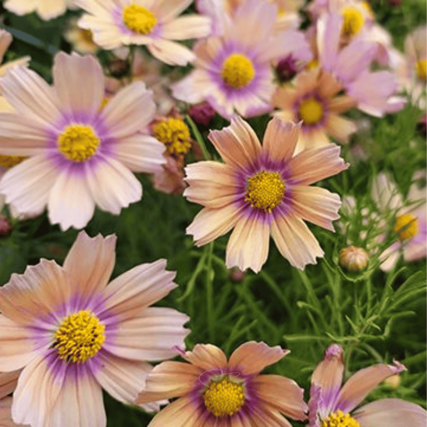 Apricot Lemonade Cosmos - 25 Seeds