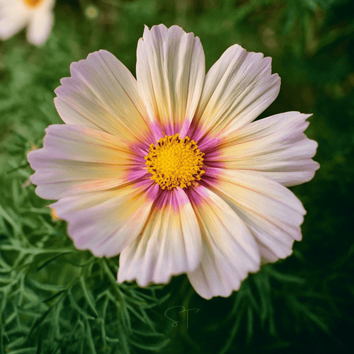Apricot Lemonade Cosmos - 25 Seeds