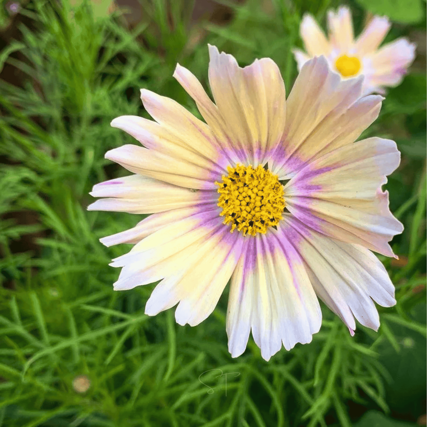 Apricot Lemonade Cosmos - 25 Seeds