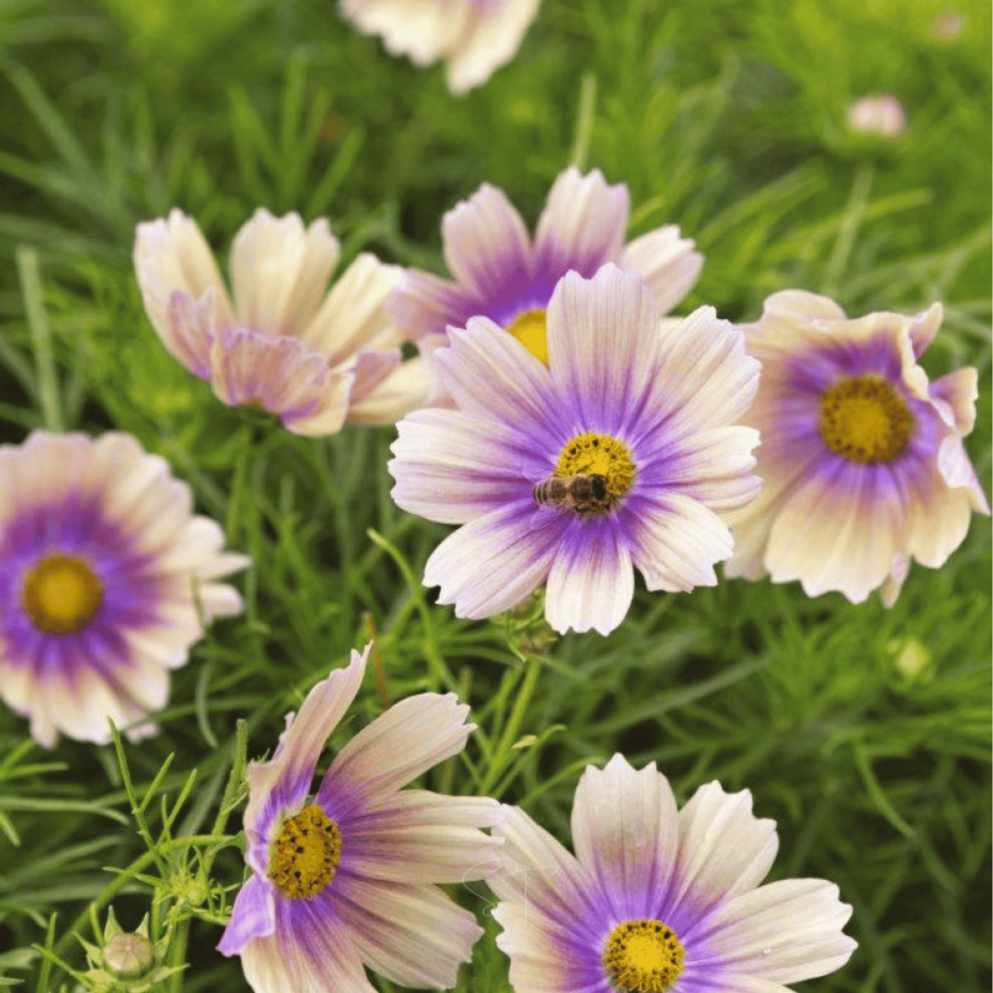 Apricot Lemonade Cosmos - 25 Seeds