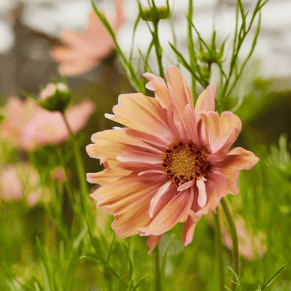Apricotta Cosmos - 25 Seeds