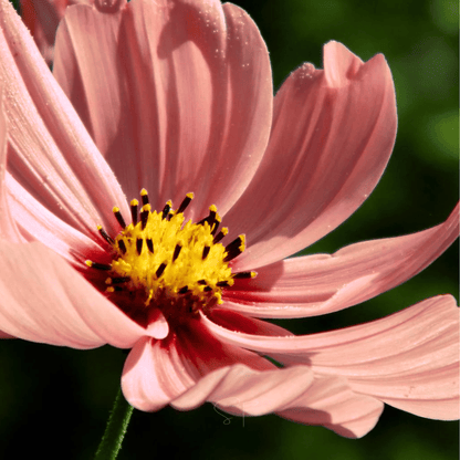 Apricotta Cosmos - 25 Seeds