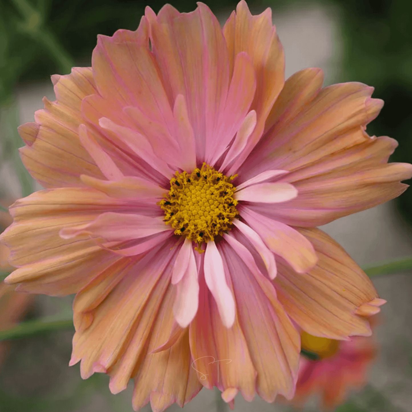 Apricotta Cosmos - 25 Seeds