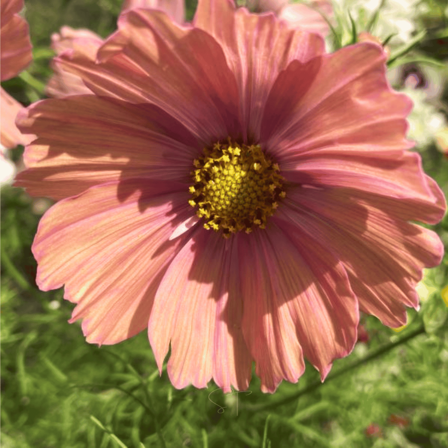 Apricotta Cosmos - 25 Seeds
