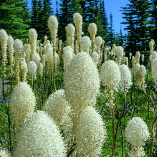 Bear Grass – 50 Seeds