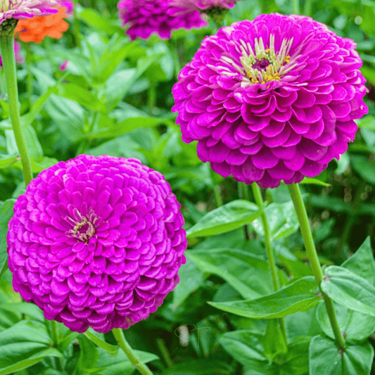 Benary Giant Purple Zinnia - 25 Seeds