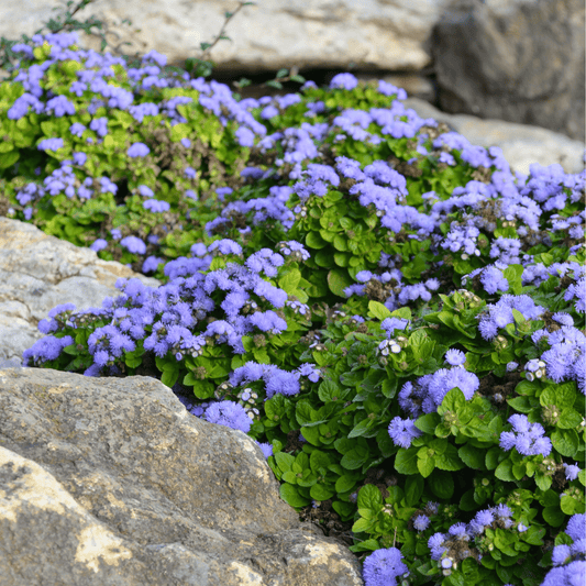 Blue Mink Dwarf Ageratum – 100 Seeds