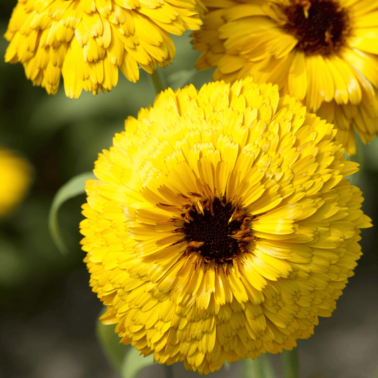Bull's Eye Calendula - 50 Seeds