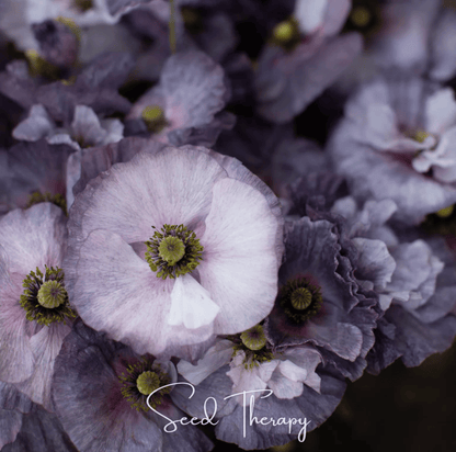 Amazing Grey Poppy – 25 Seeds