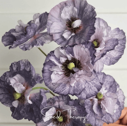 Amazing Grey Poppy – 25 Seeds