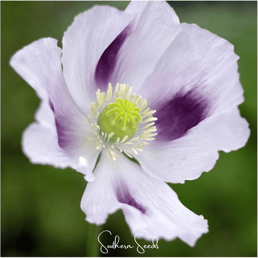Blue Moon Poppy – 250 Seeds