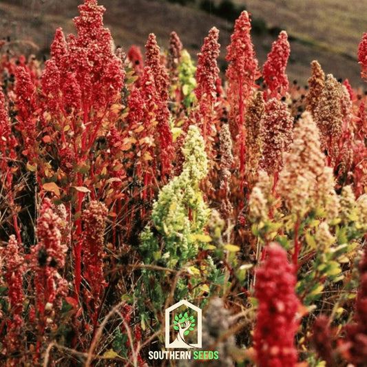 Brightest Brilliant Rainbow Quinoa – 250 Seeds