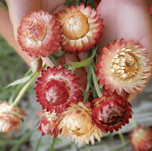 Apricot Peach Strawflower – 25 Seeds