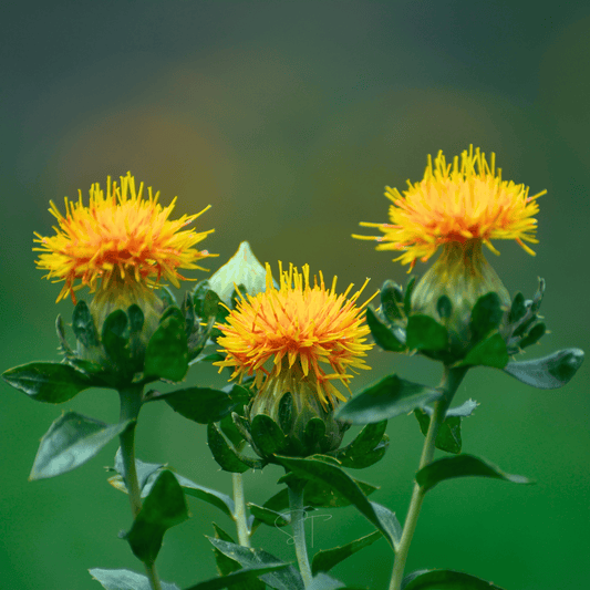 Zanzibar Safflower Seeds – 20 Seeds